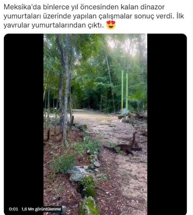 Videonun Meksika'da yumurtalarından çıkan dinozor yavrularına ait olduğu iddiası yanlış