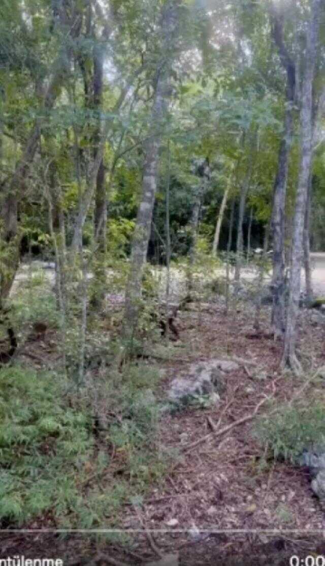 Videonun Meksika'da yumurtalarından çıkan dinozor yavrularına ait olduğu iddiası yanlış