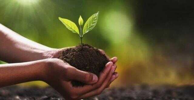 Rüyada ağaç dikmek ne anlama geliyor? Rüyada fidan dikmek, saksıya ağaç dikmek, kuru ağaç diktiğini görmek ne demek? Rüyada ağaç dikmek ne anlama geliyor? Rüyada fidan dikmek, saksıya ağaç dikmek, kuru ağaç diktiğini görmek ne demek?