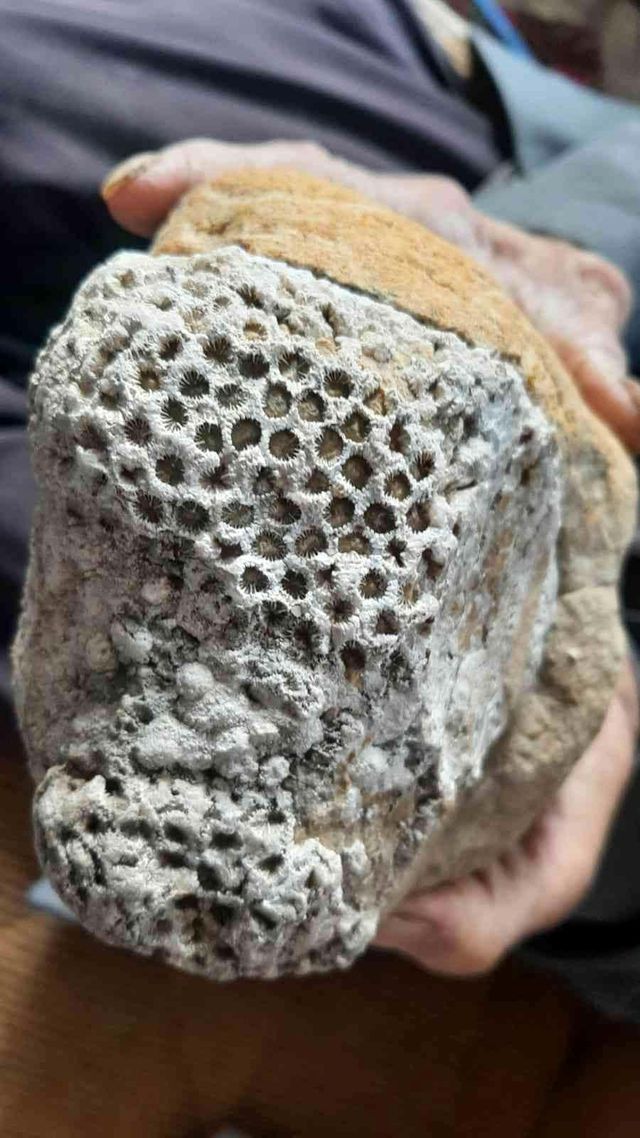 Milyonlarca yıllık arı peteği fosili buldu