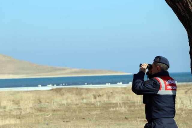 Jandarma nesilleri tükenme tehlikesiyle karşı karşıya kalan kuğular için nöbette