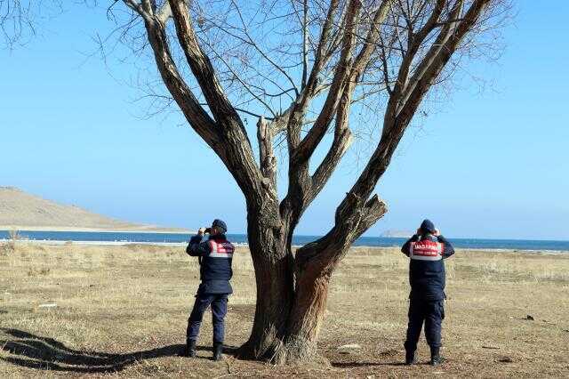 Jandarma nesilleri tükenme tehlikesiyle karşı karşıya kalan kuğular için nöbette