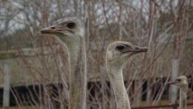 Sıcak hava onları da şaşırttı! Deve kuşları kışın yumurtlamaya başladı Sıcak hava onları da şaşırttı! Deve kuşları kışın yumurtlamaya başladı