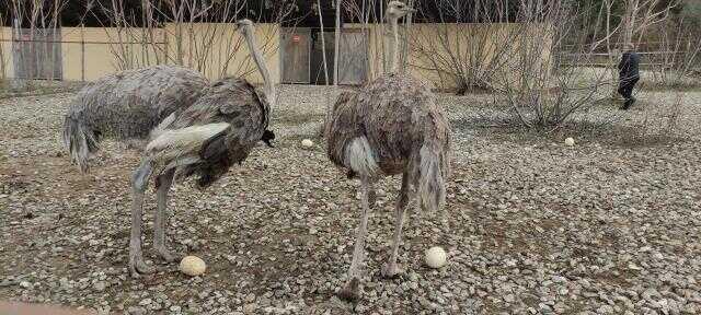 Sıcak hava onları da şaşırttı! Deve kuşları kışın yumurtlamaya başladı Sıcak hava onları da şaşırttı! Deve kuşları kışın yumurtlamaya başladı