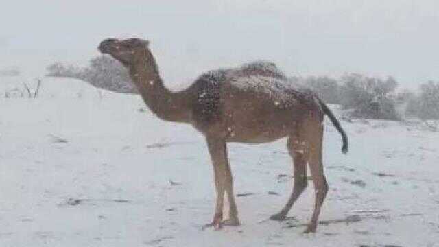 Cezayir'de çöldeki bazı bölgelere kar yağdı