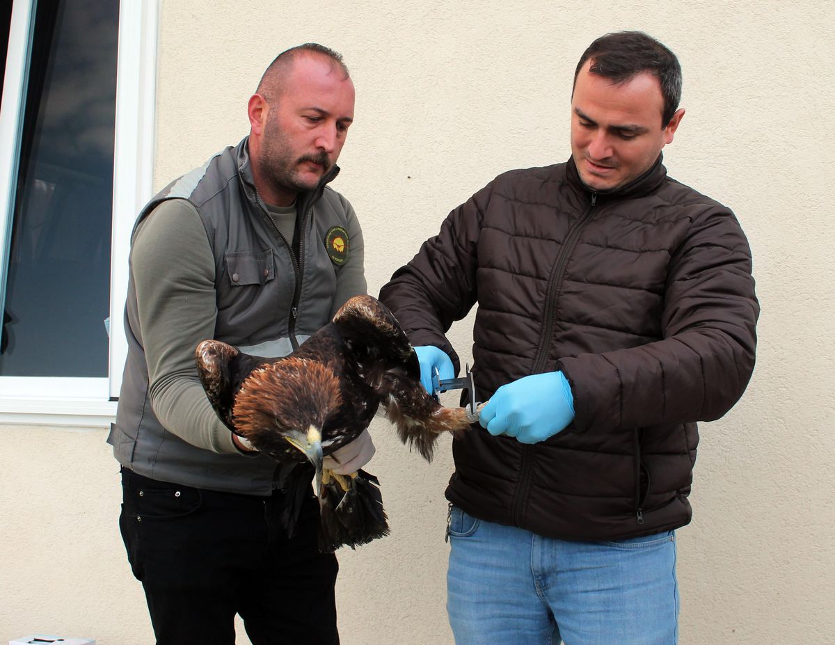 Sinop'ta tedavi edilen kaya kartalı ve alaca baykuş doğaya salındı