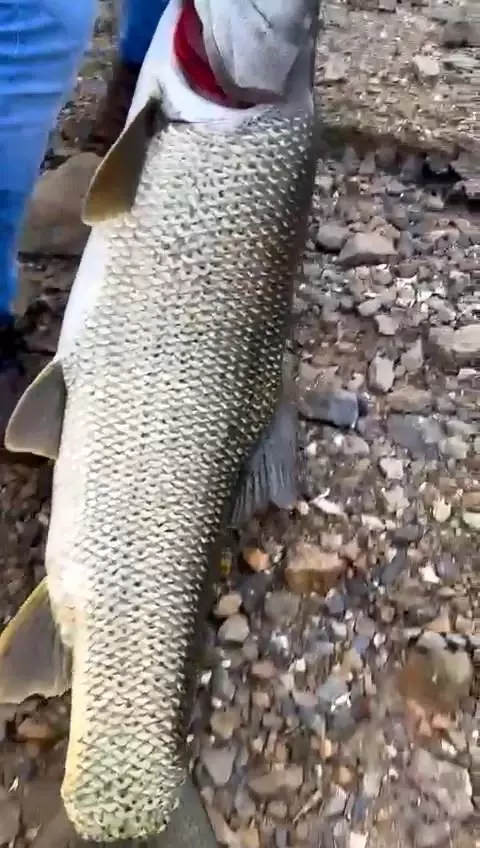 Amatör balıkçı olta ile 1.16 metre uzunluğunda turna balığı tuttu Amatör balıkçı olta ile 1.16 metre uzunluğunda turna balığı tuttu