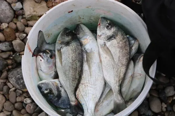Antalya'da balık havuzunun patladığını duyan, oltalarıyla sahile koştu! Kilo kilo yakaladılar