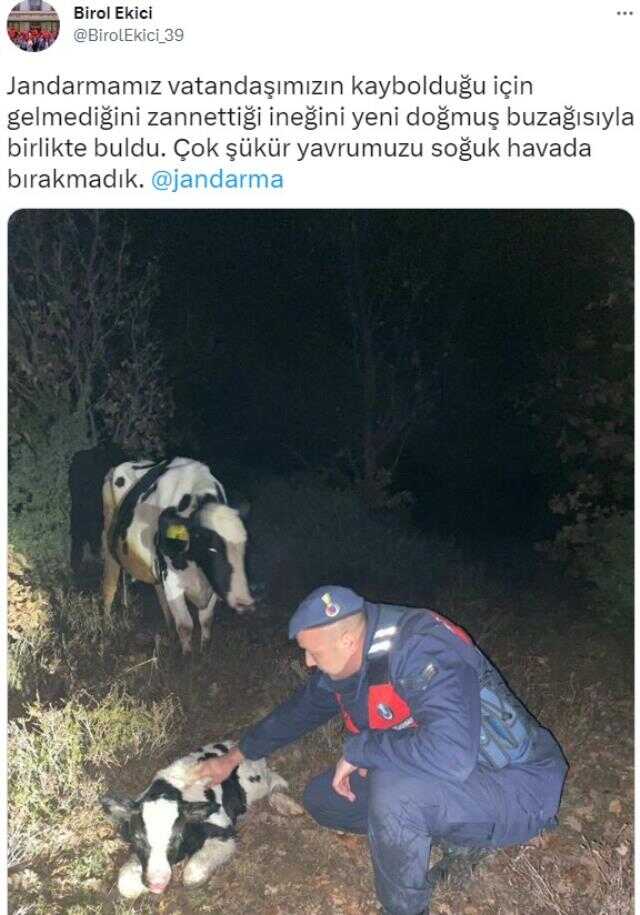 Kayıp inek ormanda buzağılamış halde bulundu, valinin paylaşımı yürekleri ısıttı
