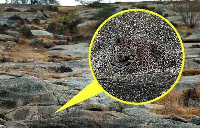 Fotoğraftaki leoparı görebiliyorsanız bir şahinin gözlerine sahipsiniz