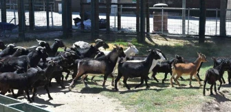 Ülkeyi ayağa kaldıran skandal! Hayvanat bahçesi müdürü yılbaşı partisi için 4 keçiyi pişirtti