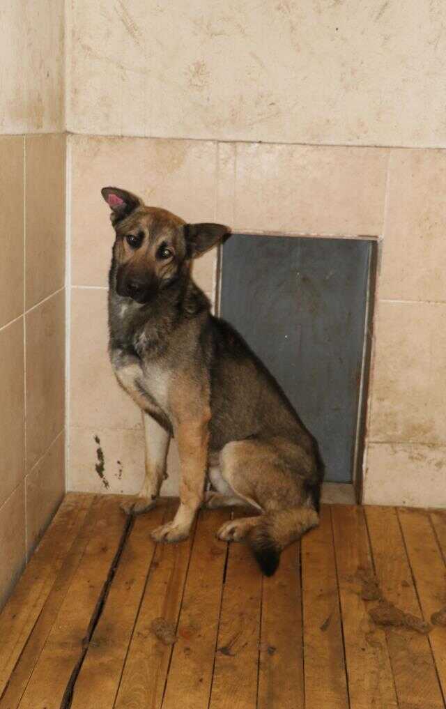 9 yaşındaki çocuğun ölümüne neden olan köpek uyutuldu mu? Yetkililerden iddialara yanıt 9 yaşındaki çocuğun ölümüne neden olan köpek uyutuldu mu? Yetkililerden iddialara yanıt