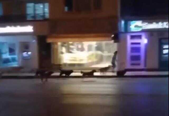Başıboş sokak köpeği sürüsü, caddede yürüyen vatandaşa saldırdı