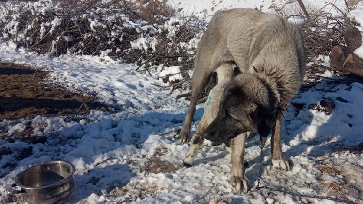 Kangal köpeği, annesinin sahiplenmediği kuzunun süt annesi oldu
