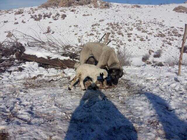 Kangal köpeği, annesinin sahiplenmediği kuzunun süt annesi oldu