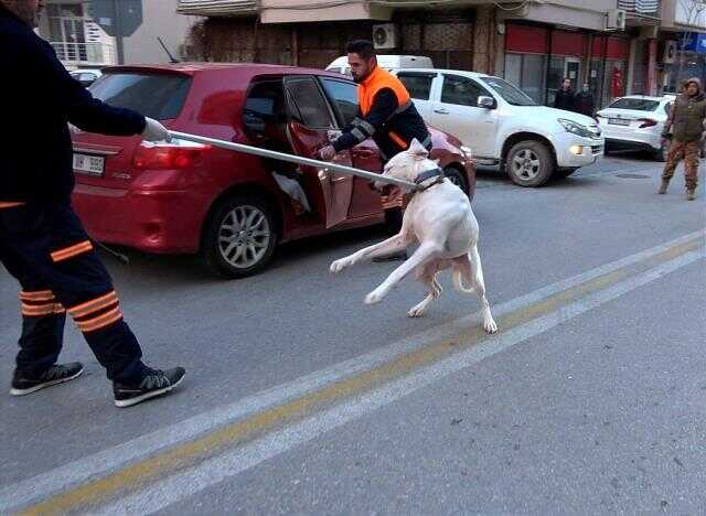Polisin köpekli sürücüyle imtihanı! Daha önce polisin kolunu köpeğine ısırtan sürücü, yine ortalığı birbirine kattı