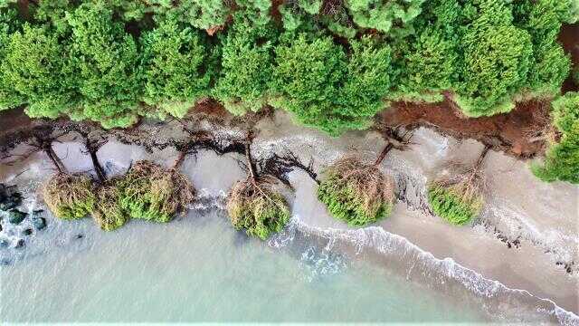 Samsun'da kıyı erozyonu: Hırçın Karadeniz ağaçları kökünden söktü