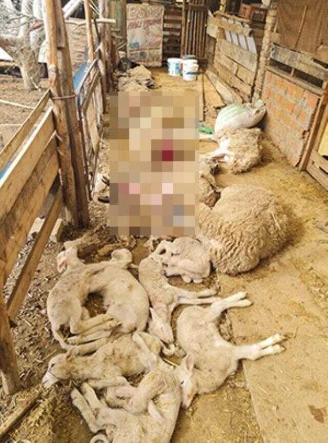 Dama giren sokak köpekleri koyunları telef etti