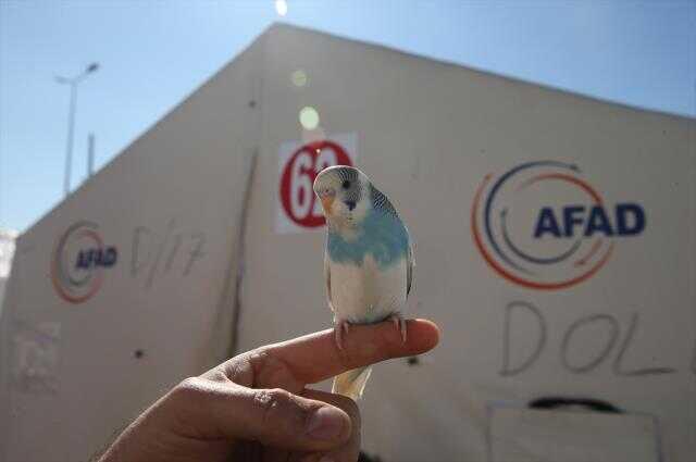 Depremi hisseden 'Maviş' bir ailenin hayatını kurtardı! Hemen dışarı kaçtılar Depremi hisseden 'Maviş' bir ailenin hayatını kurtardı! Hemen dışarı kaçtılar