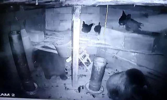 Kümese giren anne ayı ve yavrusu tavukları telef etti
