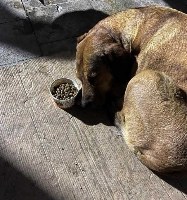 Sahibini depremde kaybeden köpeğin görüntüleri izleyenleri şaşırttı