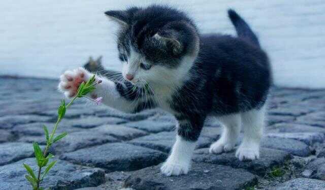Rüyada kedi görmek ne anlama gelir? Rüyada yavru kedi görmek ne demek? Rüyada beyaz kedi görmek nedir?