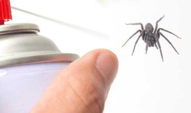 Rüyada örümcek öldürmek ne anlama gelir? Rüyada siyah, beyaz örümcek öldürmek ne demek? Rüyada büyük örümcek öldürmek nedir?