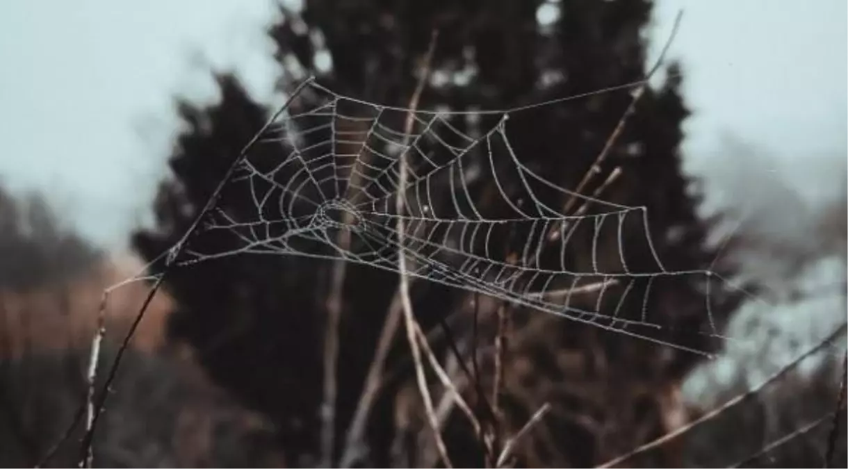Rüyada örümcek öldürmek ne anlama gelir? Rüyada siyah, beyaz örümcek öldürmek ne demek? Rüyada büyük örümcek öldürmek nedir?