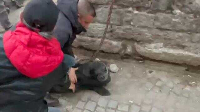 Yavru Akdeniz fokunu sokak ortasında buldular