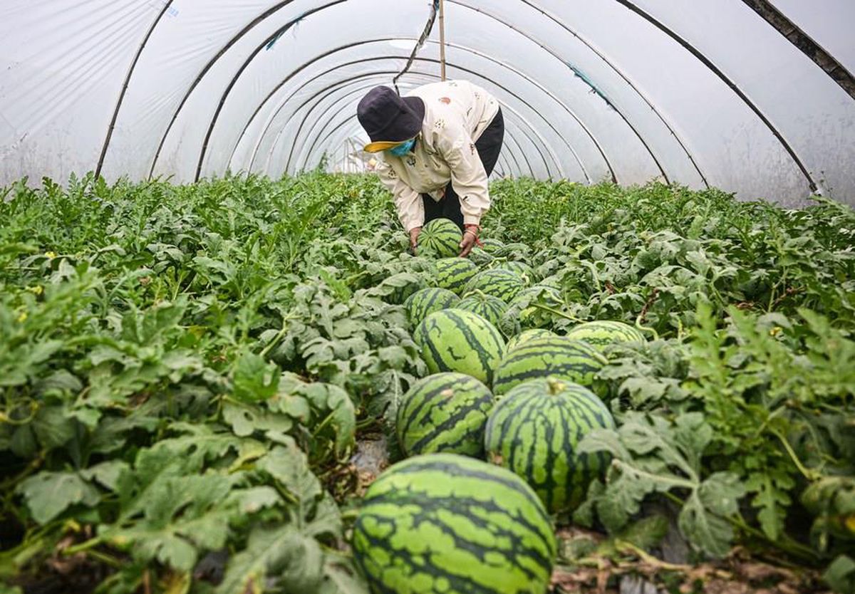 Çin'in Hainan Eyaletinde Meyve ve Sebze Hasadı Başladı