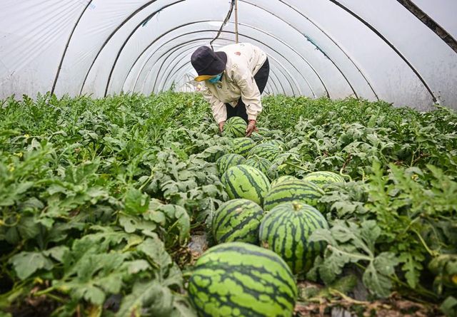 Çin'in Hainan Eyaletinde Meyve ve Sebze Hasadı Başladı