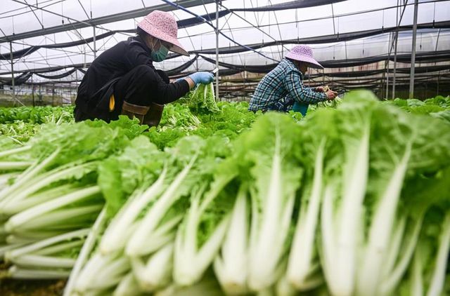 Çin'in Hainan Eyaletinde Meyve ve Sebze Hasadı Başladı