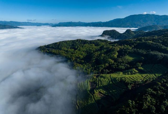 Çin'in Yunnan Eyaletinden Antik Çay Ağaçlarının Korunmasıyla İlgili Yeni Düzenleme