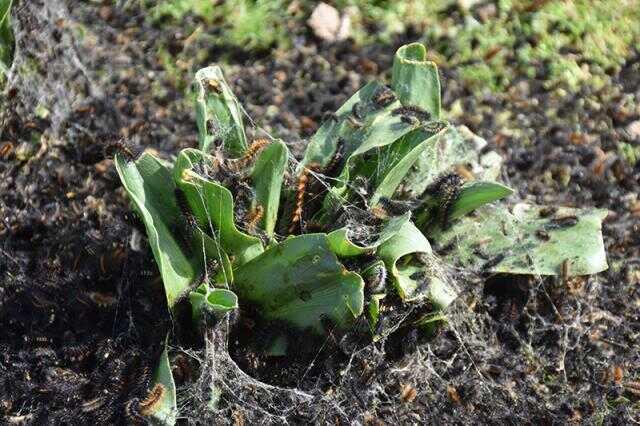 Şırnak'ta tırtıl istilası! Ekinler dahil köyün her tarafına yayıldı, çocuklar okula gitmeye korkuyor
