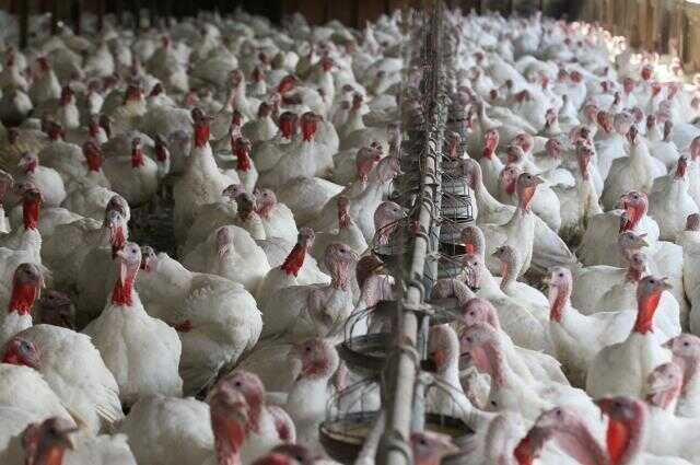 Vahim iddia! Afyonkarahisar ve Denizli'de kuş gribi nedeniyle 6.5 milyon kanatlı hayvan itlaf edildi