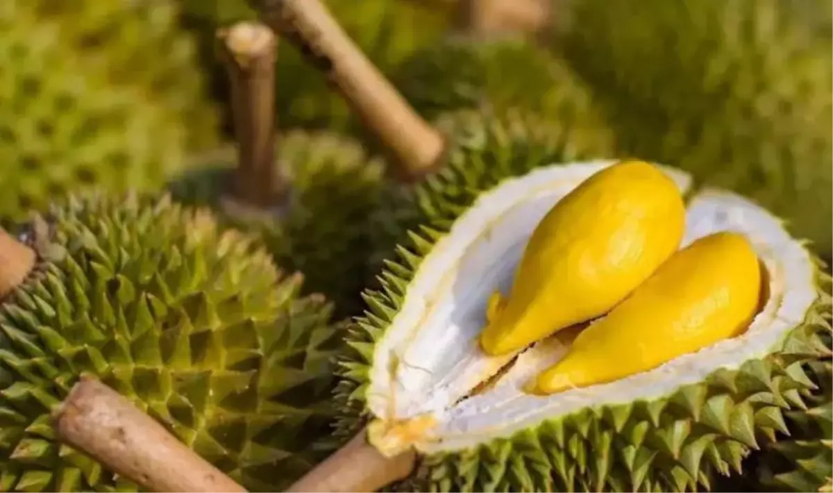 Durian meyvesi nedir? Durian meyvesi nasıl yetişir? Durian meyvesi neye iyi gelir?