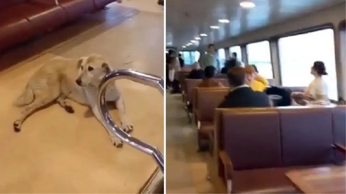 Kadıköy-Beşiktaş seferinde 'köpek' gerginliği! Kaptan sefere başlamadı, yolcular isyan etti