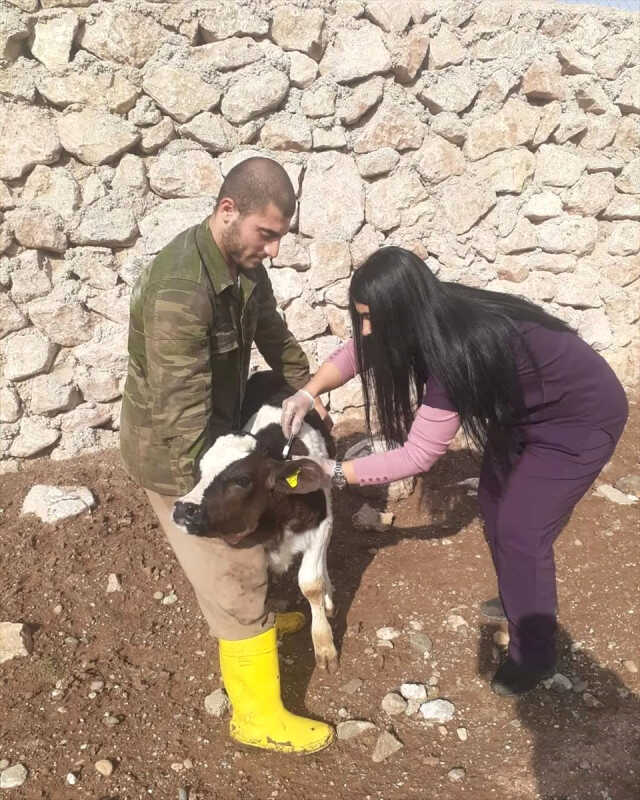 Şap krizi büyüyor! Sivas'ta da hayvan hareketleri yasaklandı