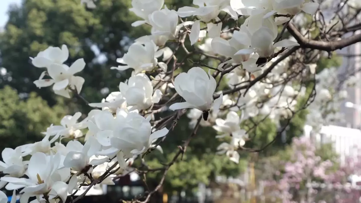 Bahar Çiçekleri Shanghai'da Görsel Şölen Oluşturdu