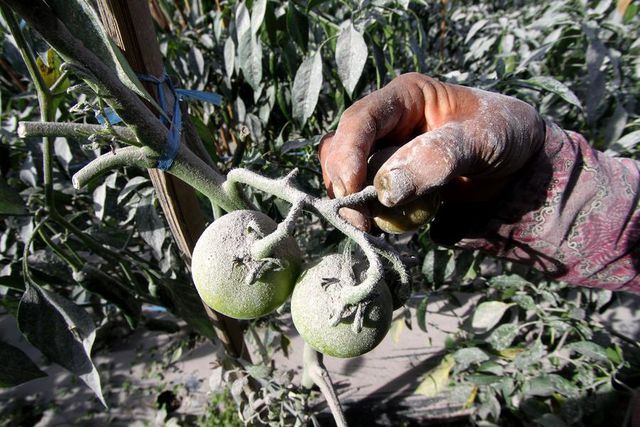 Merapi Yanardağı'nın Patlamasının Ardından Ekinler Zarar Gördü