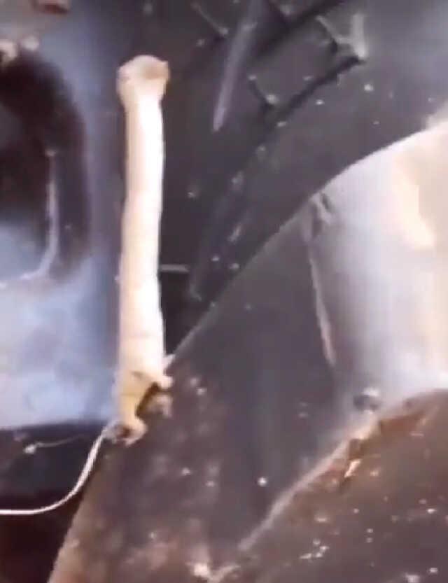 Sosyal medyada hızla paylaşılıyor! Bu canlının ne olduğunu kimse bilmiyor Sosyal medyada hızla paylaşılıyor! Bu canlının ne olduğunu kimse bilmiyor