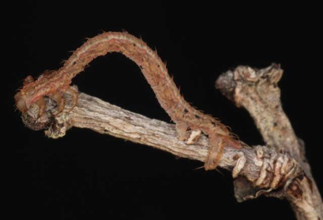 Sosyal medyada hızla paylaşılıyor! Bu canlının ne olduğunu kimse bilmiyor Sosyal medyada hızla paylaşılıyor! Bu canlının ne olduğunu kimse bilmiyor