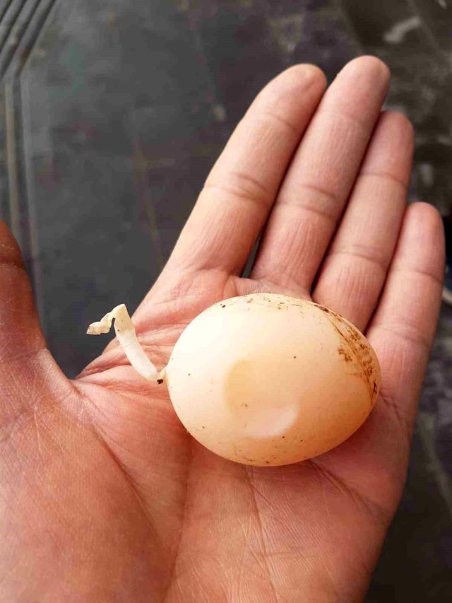 Diyarbakır'da kuyruklu yumurta görenleri şaşırttı