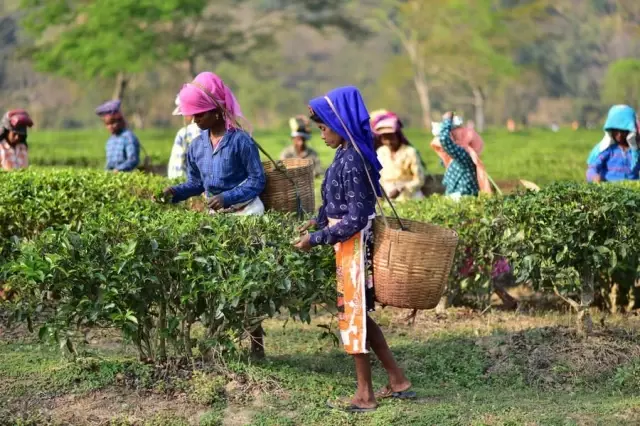 Hindistan'da İşçiler Çay Toplama Mesaisinde Hindistan'da İşçiler Çay Toplama Mesaisinde