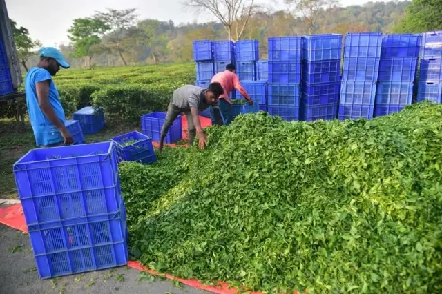 Hindistan'da İşçiler Çay Toplama Mesaisinde Hindistan'da İşçiler Çay Toplama Mesaisinde