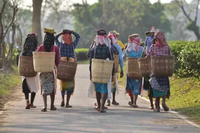 Hindistan'da İşçiler Çay Toplama Mesaisinde Hindistan'da İşçiler Çay Toplama Mesaisinde
