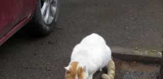 Kadıköy'de toplu kedi ölümleri hayvanseverler tarafından protesto edildi
