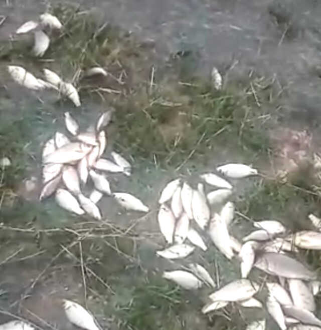 Malatya ve Elazığ şimdi de sel ile boğuşuyor! Dereler taştı, tarım arazileri sular altında kaldı