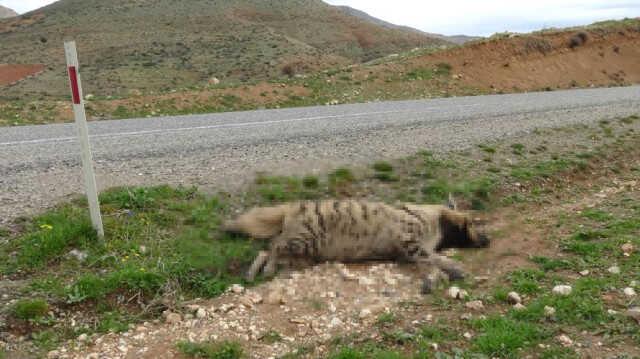 Nesli tükenmekte olan çizgili sırtlan otomobilin çarpması sonucu telef oldu