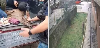 Artvin'de köpeklerin kovaladığı karacayı site sakinleri çarşafla kurtardı! O anlar kamerada